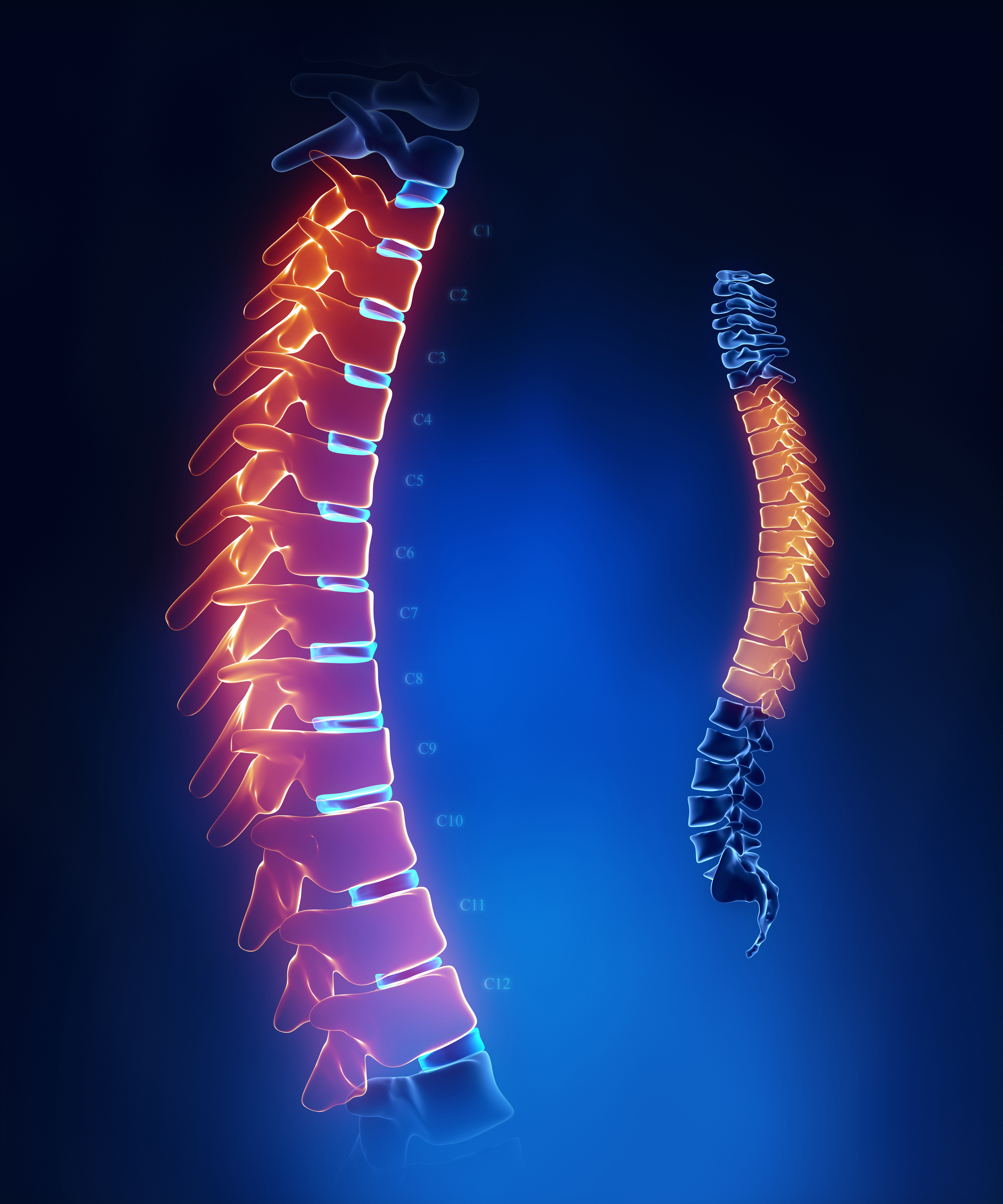 Thoracic spine anatomy in blue detail