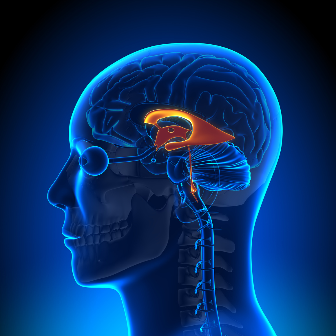 Brain Anatomy - Ventricles
